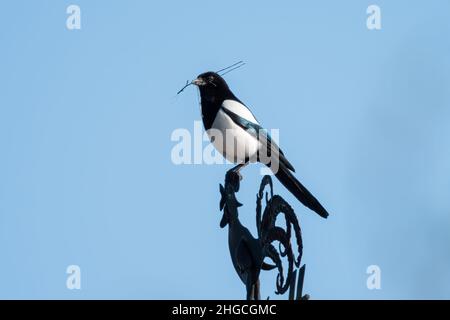 An Eurasian Magpie (Pica pica) sitting on top of a roof, nesting material in beak Stock Photo