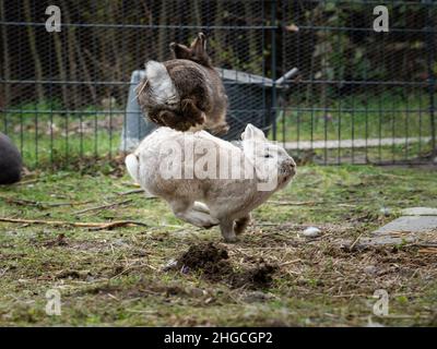 Two male dwarf rabbits fighting and jumping, sunny day in spring Stock Photo