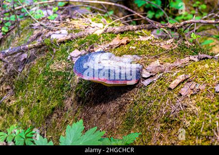 tinder fungus grows on a lying tree trunk completely covered with moss, forest world ecosystem balance, selective focus Stock Photo