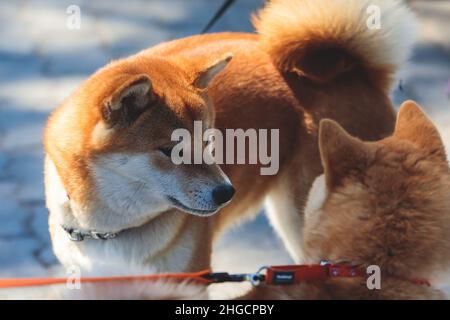 Shiba inu Japanese dog, beautiful portrait of two red grown adult siba inu dog puppy portrait, two dogs playing and sniffing each other Stock Photo