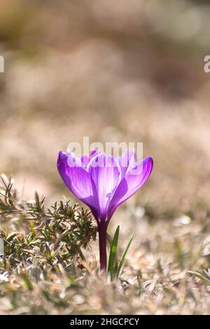 Beautiful crocuses spring first oniony. Group of blooming purple flowers, good for greeting postcard. Stock Photo