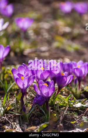 Beautiful crocuses spring first oniony. Group of blooming purple flowers, good for greeting postcard. Stock Photo