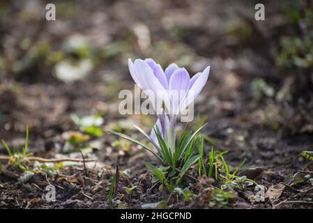 Beautiful crocuses spring first oniony. Group of blooming whyte flowers, good for greeting postcard. Stock Photo