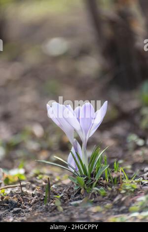 Beautiful crocuses spring first oniony. Group of blooming whyte flowers, good for greeting postcard. Stock Photo