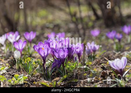 Beautiful crocuses spring first oniony. Group of blooming purple flowers, good for greeting postcard. Stock Photo