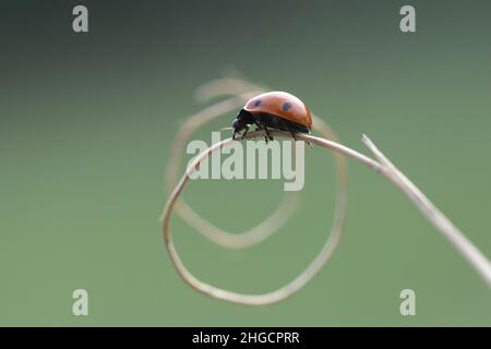 a ladybird on a dry curved grass. ladybug, ladybirds in spring on flower Stock Photo