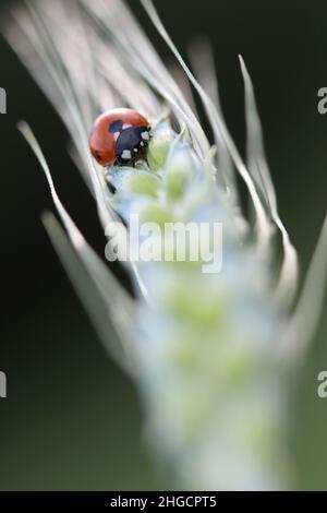 a seven spotted lady bug on wheat ear. ladybug, ladybirds in spring on wheat ear. Stock Photo