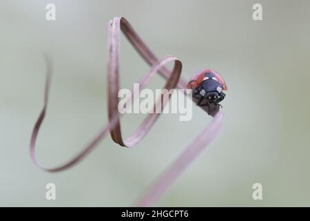 a ladybird on a dry curved grass. ladybug, ladybirds in spring on flower Stock Photo