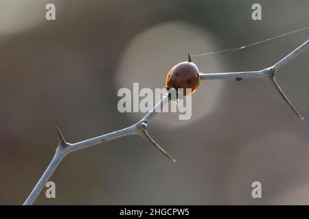 “Ladybug perched on thorny branch with blurred natural background. ladybug, ladybirds on a dry branch against a nice bokeh. Stock Photo