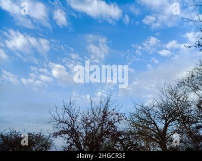 Dry Trees Under The Clear Blue Sky With Clouds Stock Photo