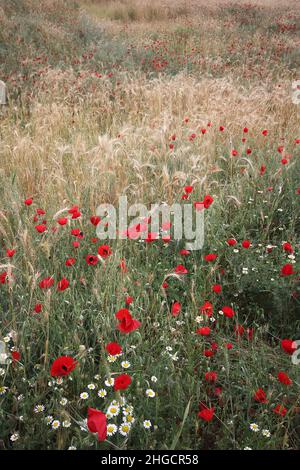 Poppies in meadow in spring time. meadow covered with poppies and daisies Stock Photo