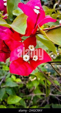 Beautiful Pink Bougainvillea Glabra Flower Closeup Stock Photo
