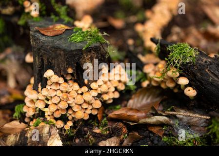 Tiny orange mushrooms, probably clustered woodlover (Hypholoma fasciculare), on a moss-covered tree stub in a forest, surrounded by autumn leaves Stock Photo