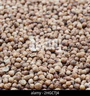 Dried coriander seeds background Stock Photo