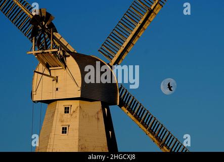 Willesborough Windmill, a white smock mill built in 1869 is bathed in the morning sunshine as the moon sets behind in Ashford, Kent. Picture date: Thursday January 20, 2022. Stock Photo