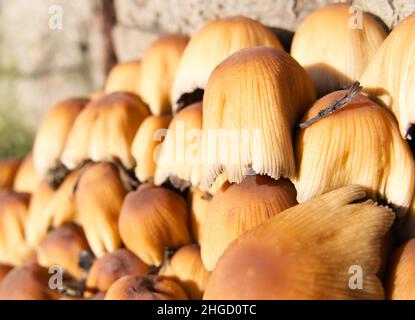 A cluster of wild toadstools growing at the bottom of a tree stump in the winter sunshine Stock Photo