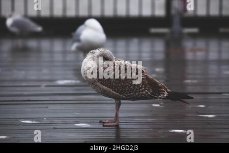 Young seagull sleeping on the pier. Cloudy day. Larus marinus. Stock Photo