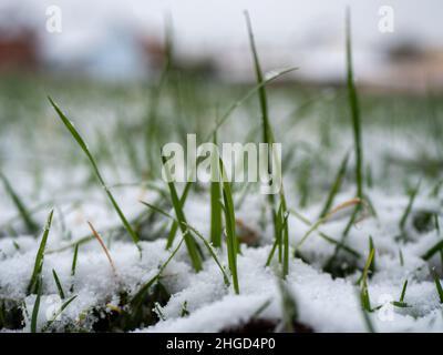 snow covered grass in the winter Stock Photo