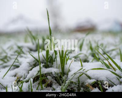 snow covered grass in the garden Stock Photo