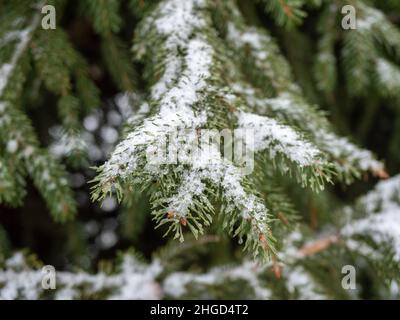 snow covered pine needles background Stock Photo