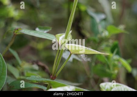 Dioscorea esculenta leaves with a natural background. Indonesian (Javanese) call it katak gandul or katak gandol. Stock Photo