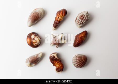 Chocolates seashells isolated on white background. Stock Photo
