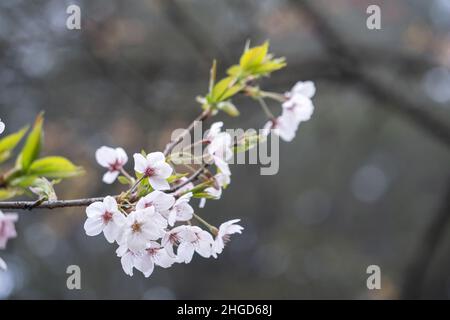 Beautiful Sakura Cherry Blossom in springtime is blooming Alishan National Forest Recreation Area in Taiwan. Stock Photo