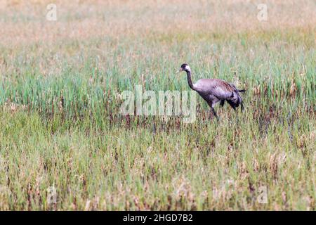 Eurasian crane in a wetland at springtime Stock Photo