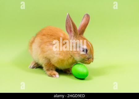 Easter bunny close-up with a green colored egg on a green background. Easter holiday concept. Stock Photo