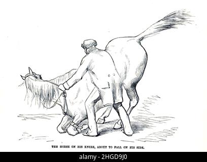 Taming a horse - on its knees about to fall on its side from Every horse owner's cyclopedia : the anatomy and physiology of the horse; general characteristics; the points of the horse, with directions how to choose him; the principles of breeding, and the best kind to breed from; the treatment of the brood mare and foal; raising and breaking the colt; stables and stable management; riding, driving, etc., etc. Diseases, and how to cure them. The principal medicines, and the doses in which they can be safely administered; accidents, fractures, and the operations necessary in each case; shoeing, Stock Photo