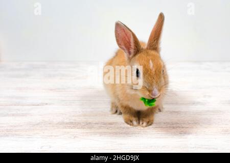 A small red rabbit chews a green leaf of grass on a white background. Place for an inscription. Feeding domestic rabbits. Stock Photo