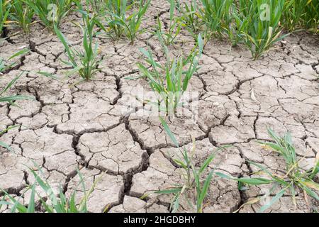 Drought on a UK farm, dry cracked earth, cracks in mud in a field of crops Stock Photo