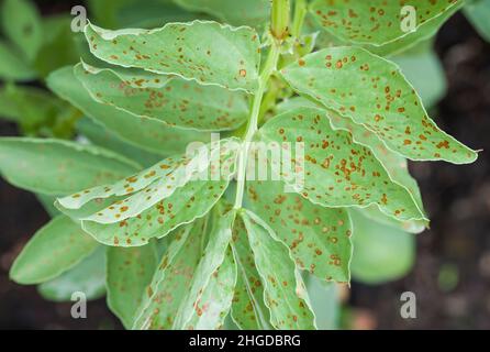Rust plant disease, rust spots on leaves of broad bean plant in UK vegetable garden Stock Photo