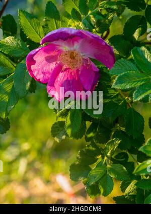 Beautiful dark pink flower Rosehip close-up. Blooming bush of Rosehip Medicinal. Free space. Stock Photo