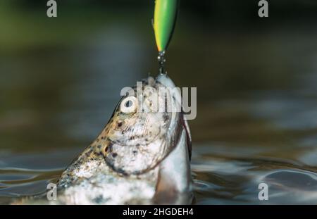 Trout with fishing spoon in mouth lying on a grass in outdoors Stock Photo  - Alamy