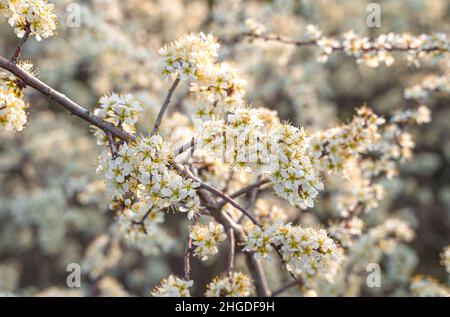 Beautiful flowering branches. For spring and Easter cards. Selective focus. Stock Photo