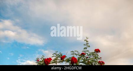 Beautiful roses red flowers, glossy and green leaves on shrub branches against the blue cloudy sky and sun. Red rose flowers against the clear sky.  Stock Photo