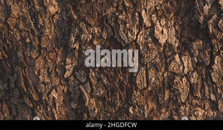 The bark of an old tree is a close-up in sunlight. Panorama. Natural background. Stock Photo