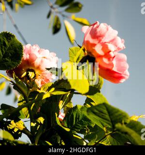 Beautiful pink roses flowers, glossy and green leaves on shrub branches against the blue cloudy sky and sun. Red rose flowers against the clear sky.  Stock Photo