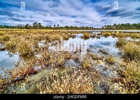 wetlands in drente the netherlands with a forrest in the background. Stock Photo