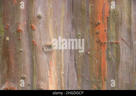 Eucalyptus tree Eucalyptus deglupta is a species of tall tree, commonly known as the rainbow eucalyptus, Mindanao gum, or rainbow gum Stock Photo
