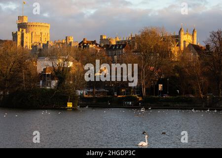 Eton, UK. 19th January, 2022. Swans are pictured from Eton on the River Thames in front of Windsor Castle. A 3km local bird flu disease control zone has been implemented by Defra as a precautionary measure following the recent identification of cases of Avian influenza (HPAI) H5N1 in swans on the River Thames in Eton. Dogs should be kept on leads close to the river and swans should only be fed by charity Swan Support. Credit: Mark Kerrison/Alamy Live News Stock Photo