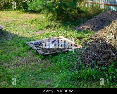 a pile of garbage from old plants in the garden Stock Photo