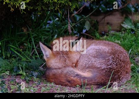 A urban fox resting in a domestic garden Stock Photo