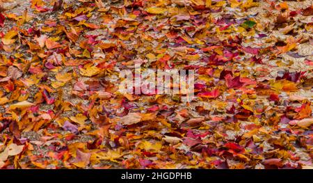 water covered over with orange, red and yellow fallen maple leaves Stock Photo