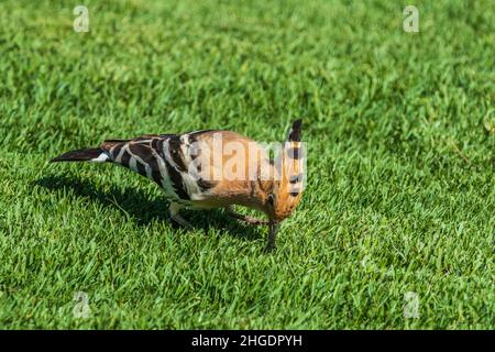 Hoopoe (Upupa epops) looking for food in the grass Stock Photo