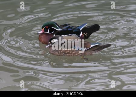 A couple of wood ducks (Aix sponsa) swims in a pond Stock Photo