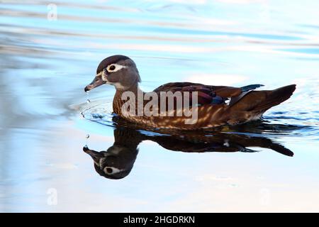 Wood duck female (Aix sponsa) swims in a pond Stock Photo