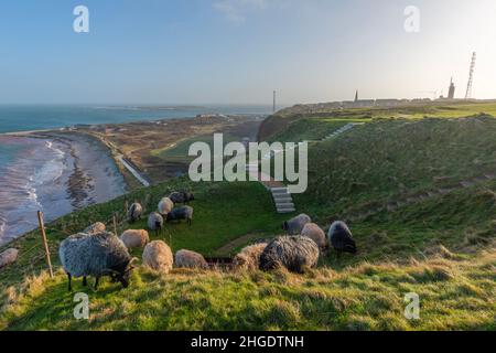 Heidschnucken Sheep grazing in the Oberland Upper Land in the North Sea island of Heligoland, Northern Germany, Central Europe Stock Photo