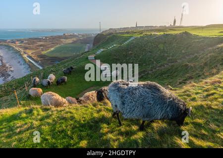 Heidschnucken Sheep grazing in the Oberland Upper Land in the North Sea island of Heligoland, Northern Germany, Central Europe Stock Photo